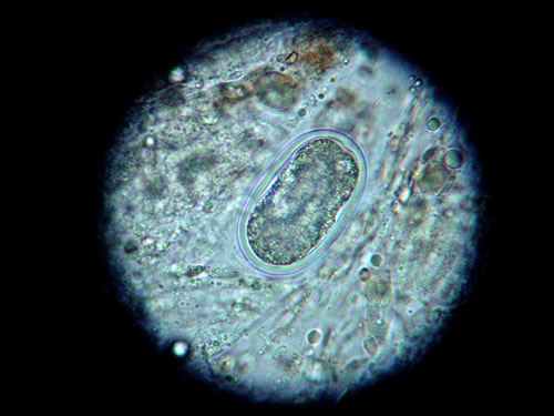 Egg Under Microscope