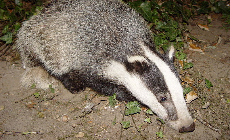 Angry Badger Pictures