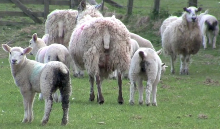 Farming UK News - Prevent lamb scours with pasture and parasite management