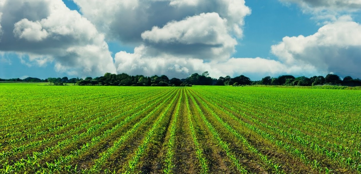 Land farming. Табачное поле. Banner Design for Agriculture. Crops. Farm in Benin.