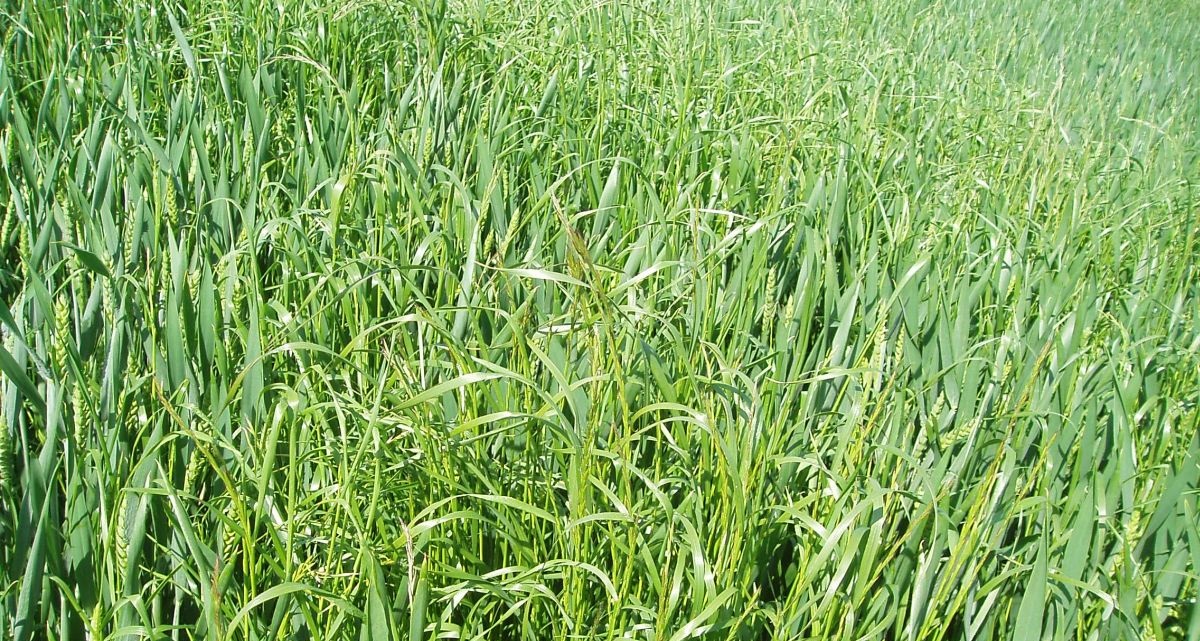 two-new-perennial-ryegrass-varieties-launched-by-barenbrug-farminguk-news