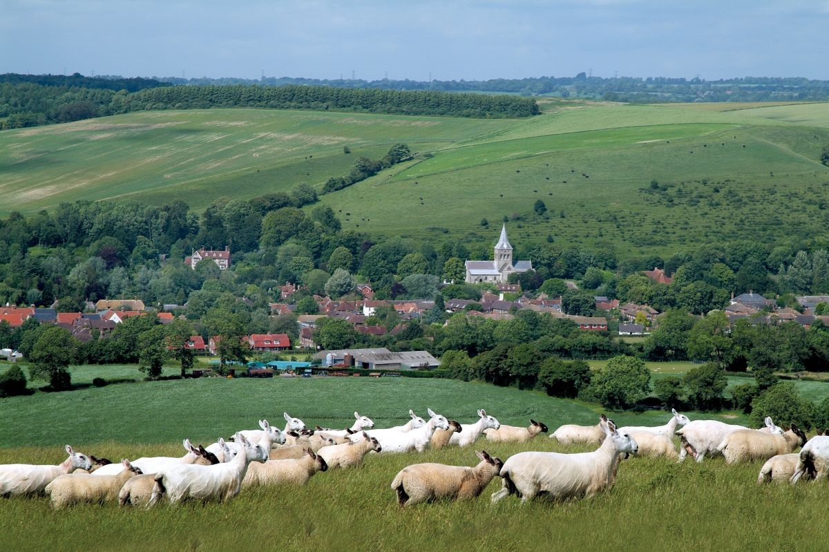 Farms in england. Животноводство Великобритании. Фермы Великобритании. Сельское хозяйство Великобритании. Пастбища Великобритании.