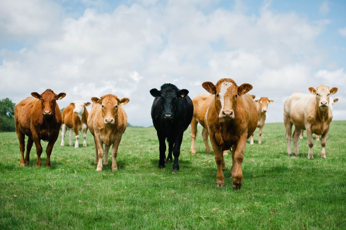 Farming animals. Животные на ферме. Корова Кыргызстан. Cow Farm. Farm animals Cow.