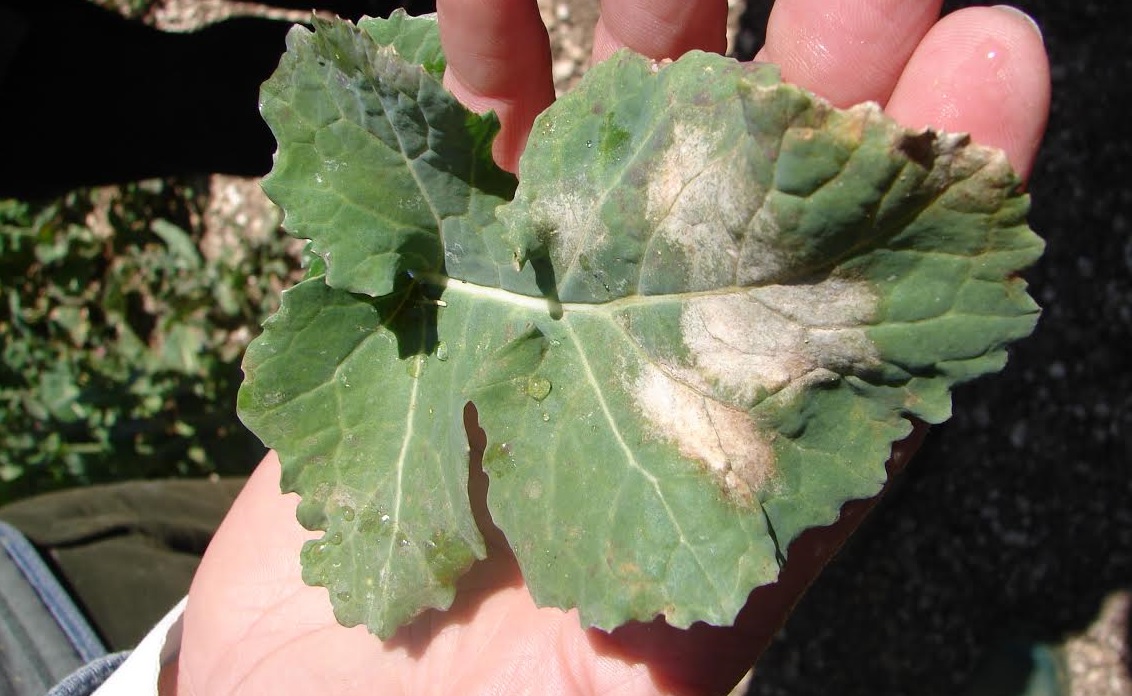 Protect OSR with tebuconazole at the first sign of 'Light Spot' infections - FarmingUK News