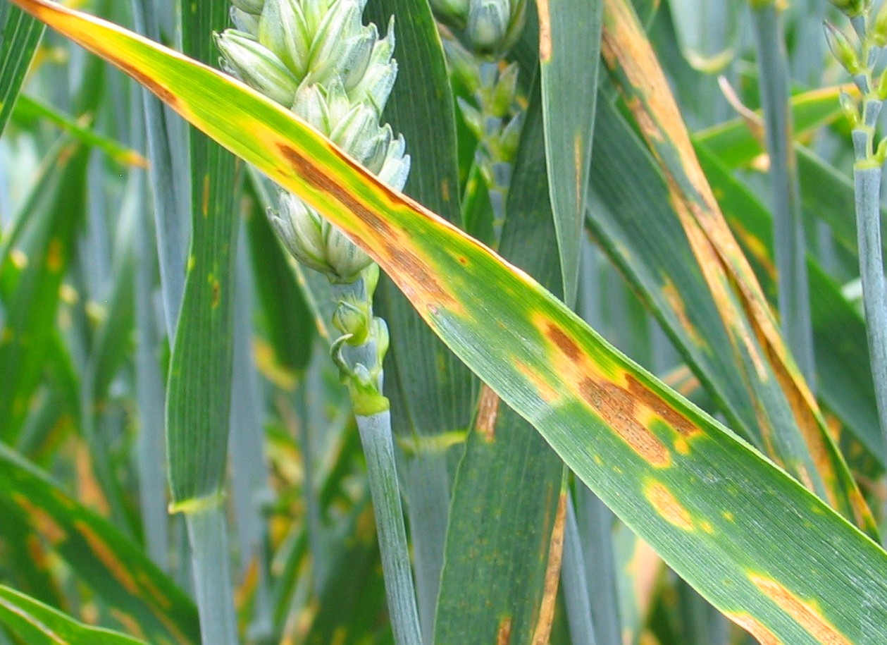 Common rust in wheat фото 17