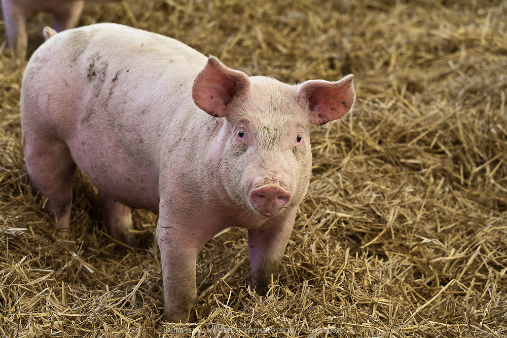 Animal Welfare Report Which Assessed Over 5 Million Pigs Labeled 