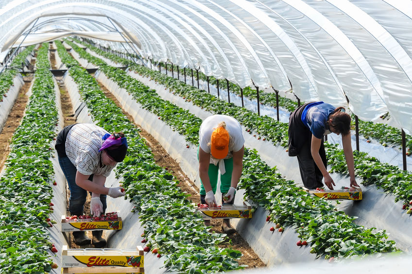 New body needed to negotiate wages for farm workers, campaign group says -  FarmingUK News