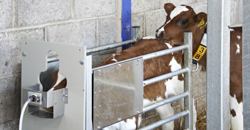 New Grant Funding For Computerised Calf Feeders Farminguk News