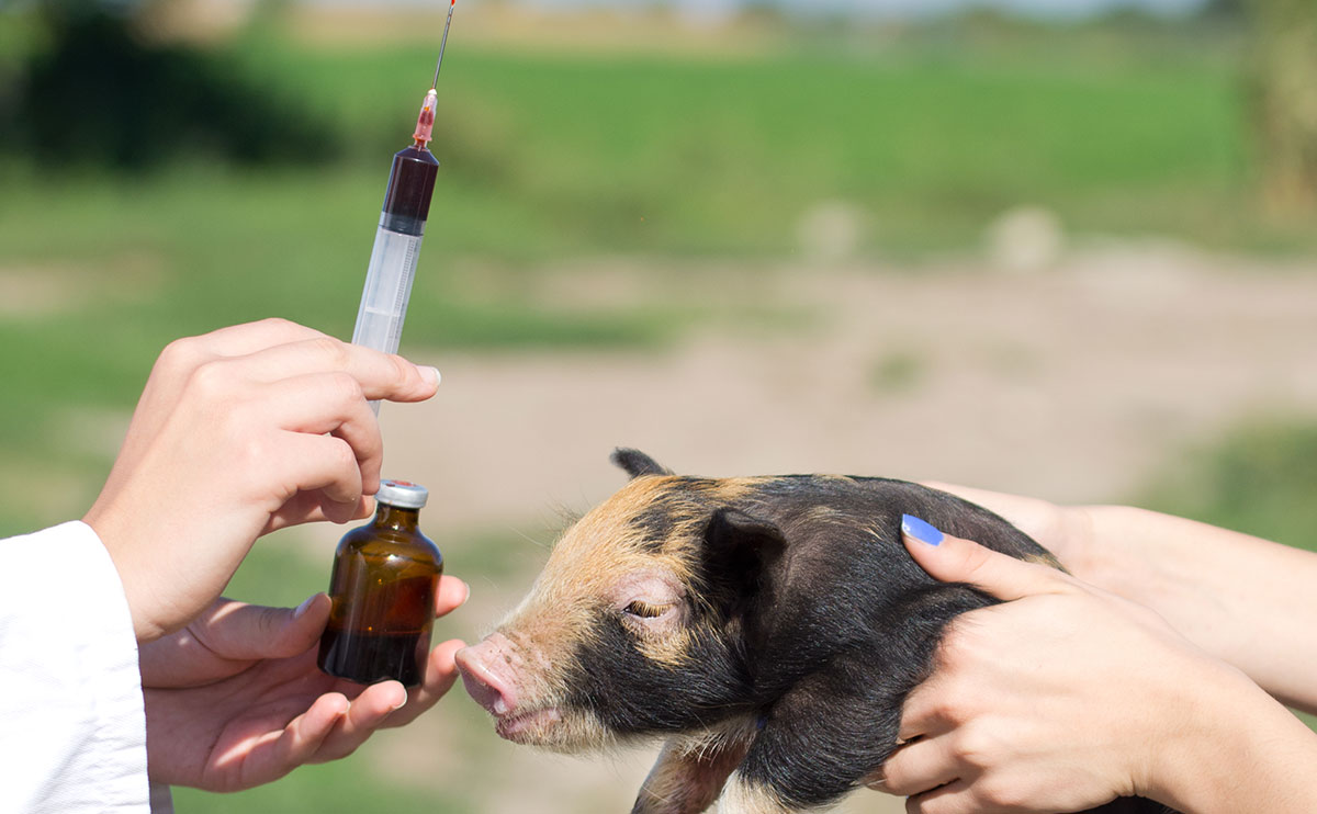 New Report Captures Data On Levels Of Antibiotic Use In Livestock