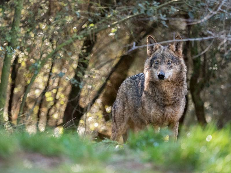 Research Suggests Wolves Could Be Beneficial In Fight Against Tb Farminguk News