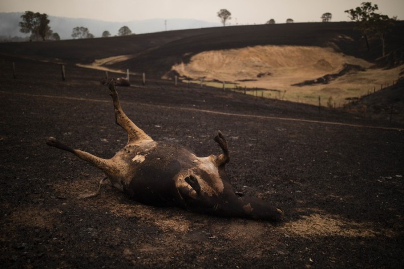 Australian Bushfires Kill Thousands Of Livestock Farminguk News