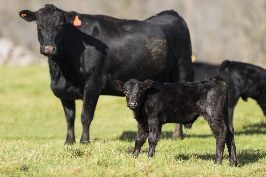 Cryptosporidiosis in calves results in 'longer term ...