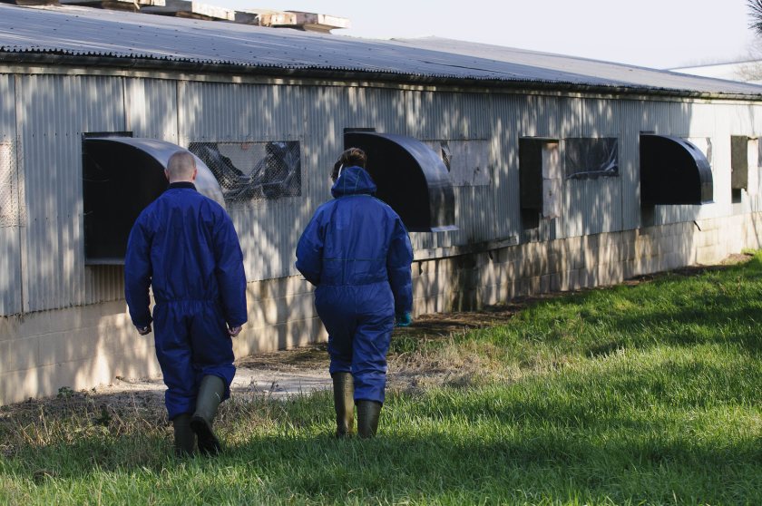 Outbreaks of fresh bird flu in the Netherlands and Germany