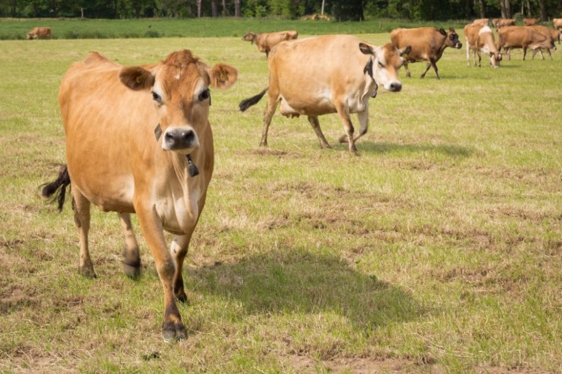 Contaminated feed probed as cause of 100 cow deaths on Jersey - All About  Feed