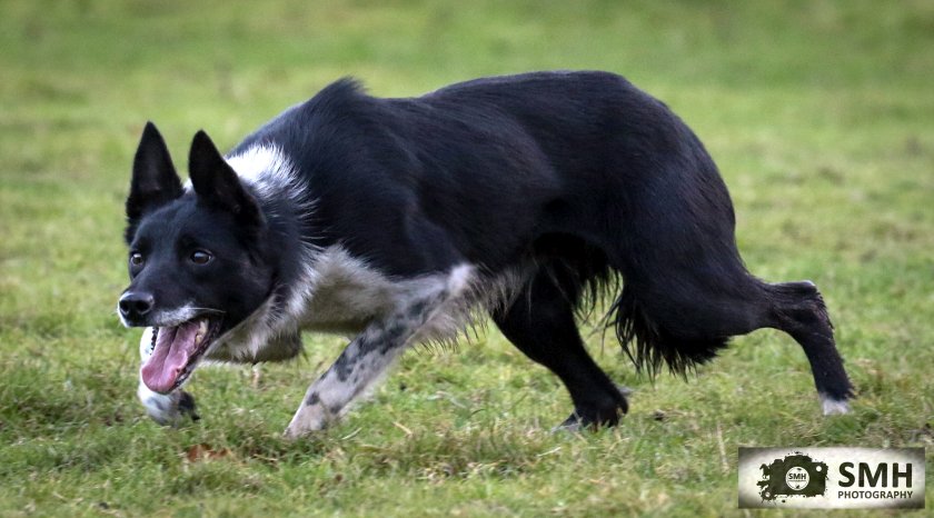 Working sheepdogs hot sale for sale