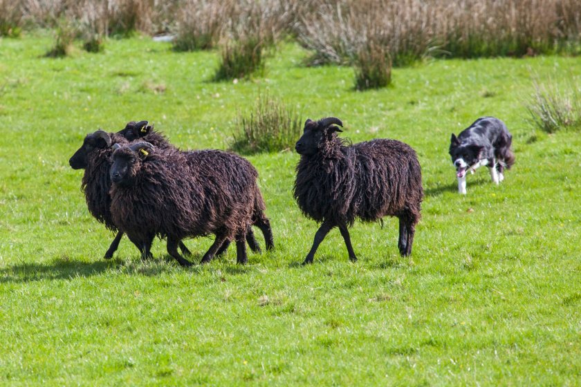 World Sheepdog Trials FarmingUK Shows