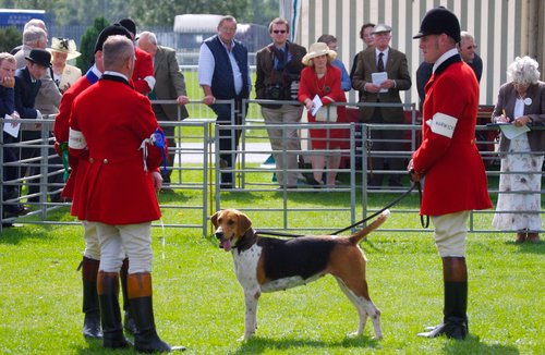 Festival of Hunting - FarmingUK Shows