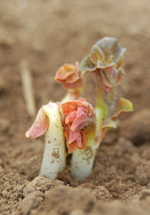 Potato emerging shoots