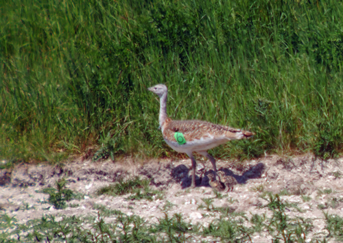 Great Bustard