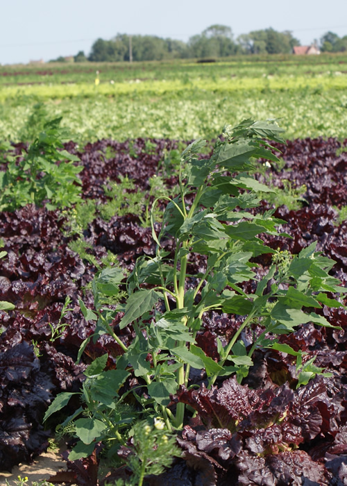 The cost of weed control is set to climb, according to the report compiled by ADAS for Potato Council