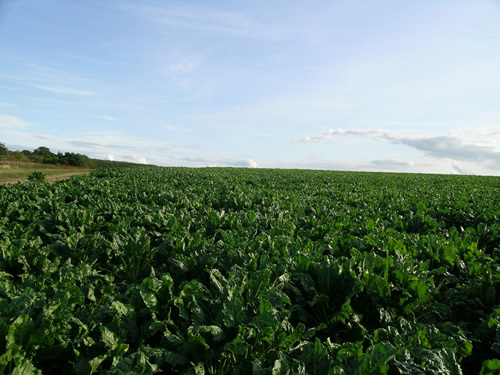 The best of both worlds for beet growers? - FarmingUK News