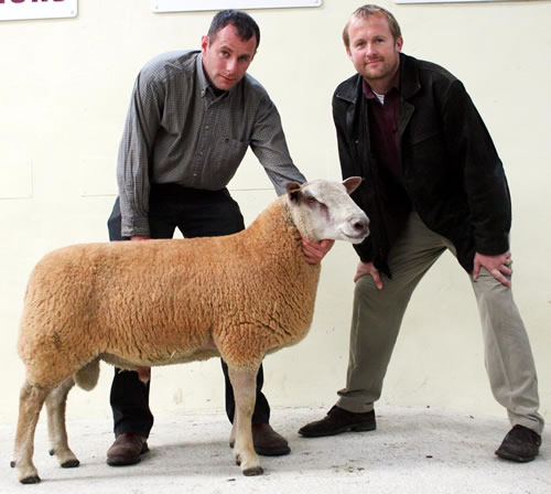 Richard Geldard with his Skipton commercial Charollais ram lamb reserve champion, joined by judge and buyer Robert Greenwood