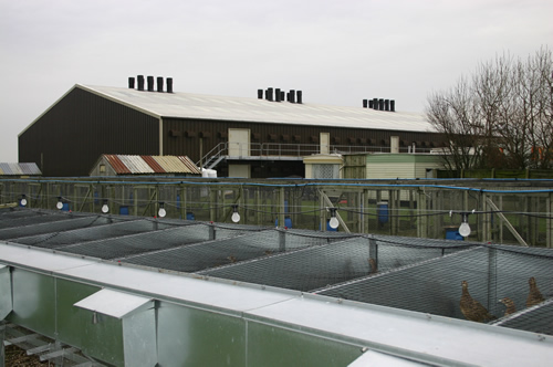 Pheasant cages  typically provide around 0.3 square metres of floor space per bird