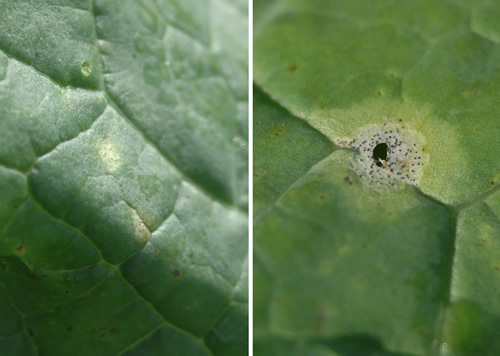 Phoma lesions - early & late