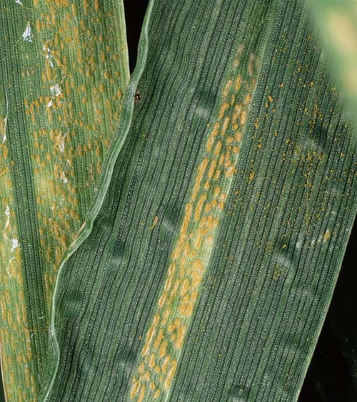 Yellow Rust