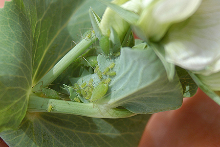 Rising aphid numbers increase risk for peas and potatoes - FarmingUK News