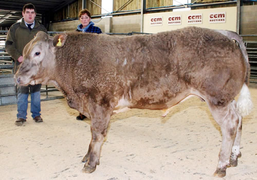 Brennand Farm lands another championship at Skipton calf show