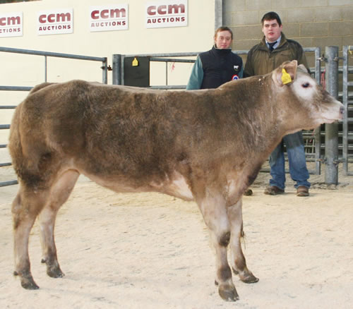 Brennand Farm lands another championship at Skipton calf show