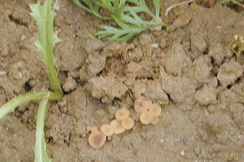 Sclerotinia from sol borne pathogen can cause serious losses in carrot crops.