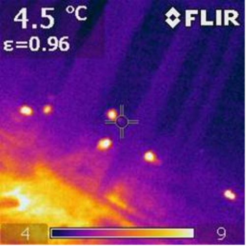Thermal imaging indicates that mice were burrowing  in the deep litter of the factory