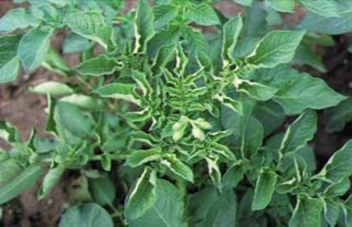 Potato Leaf Roll virus, transmitted by aphids