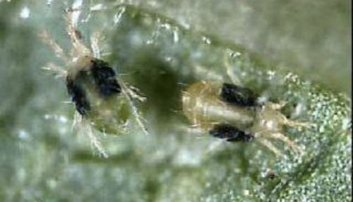 Two-spotted Spider Mite (Tetranychus urticae)