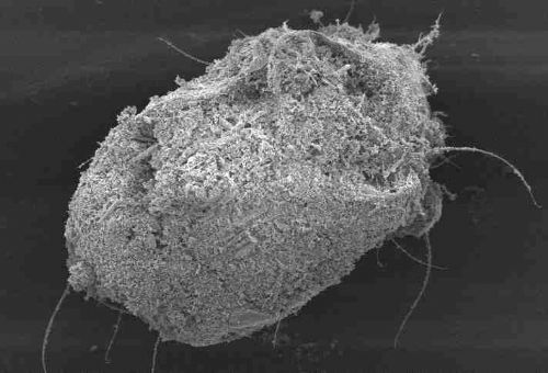 A flour mite