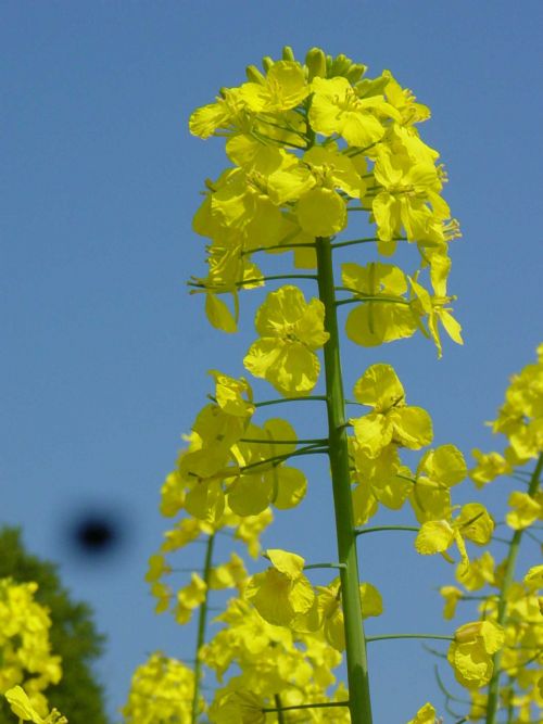 Es Astrid in flower