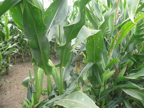 Warm and wet weather raises eyespot risk in maize - FarmingUK News