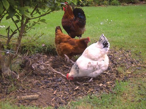 Surge in backyard poultry flocks - FarmingUK News