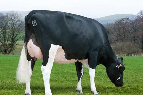 High production with outcross bloodlines for Holstein breeders ...