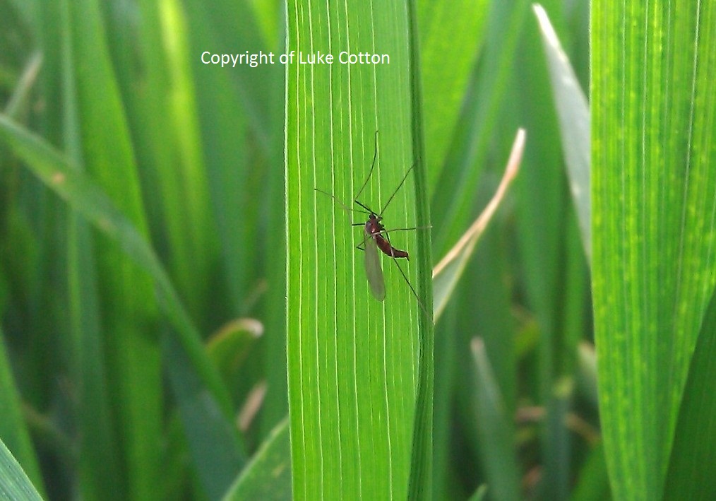 Adult Saddle Gall midge, courtesy of Luke Cotton