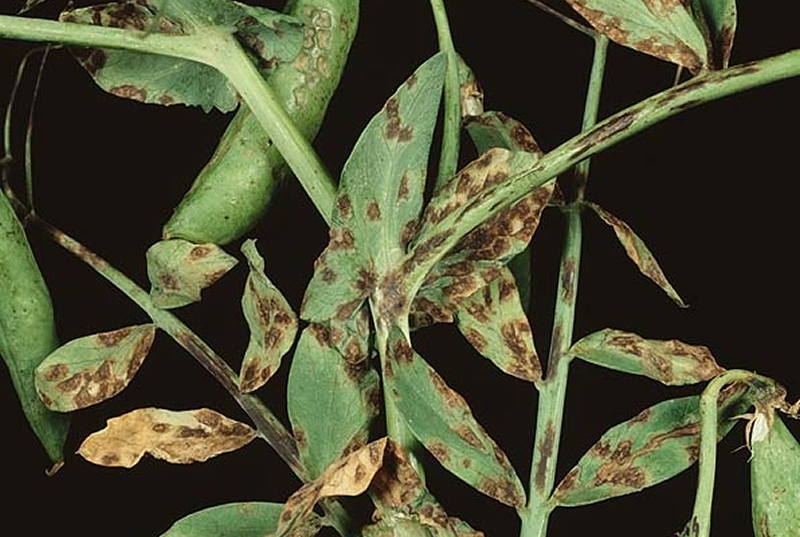 Leaf and pod spot (Mycosphaerella pinodes and Ascochyta pisi) causes infection after a prolonged period of wet weather