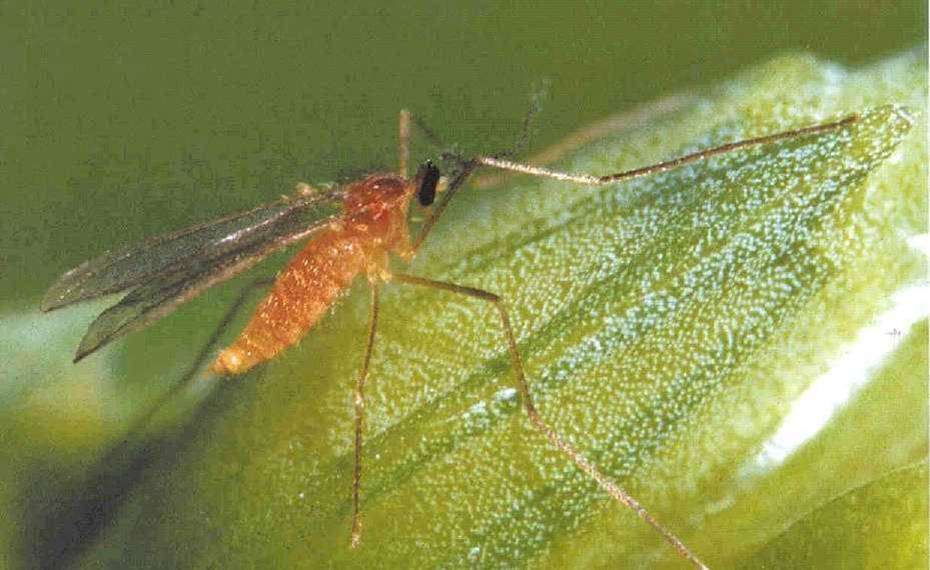 Adult Orange Wheat Blossom midge