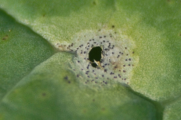 Lesions that remain untreated will quickly spread to stems in mild, wet weather.