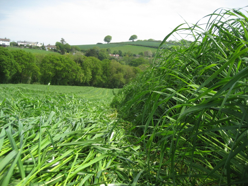 Arable Farmers Urged To Grow Forage For Livestock Farming UK News