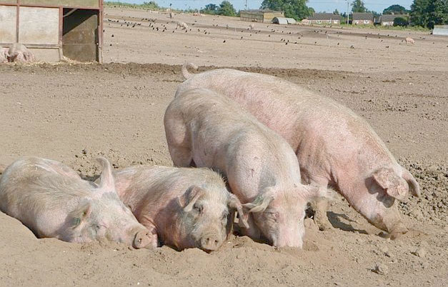 Pig disease that costs millions is target of genetic study - FarmingUK News