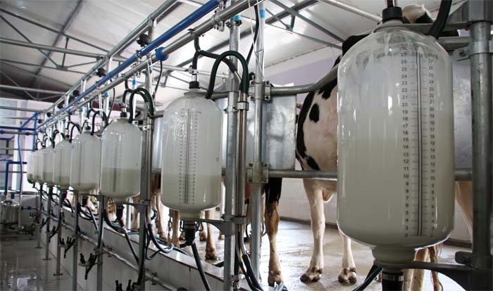 Dairy farmers save 45% on energy costs with heat recovery technology