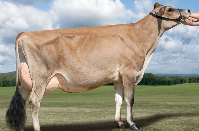 Three top Jerseys in the UK’s largest ever catalogue for the breed ...