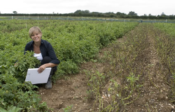 fungicide for southern blight